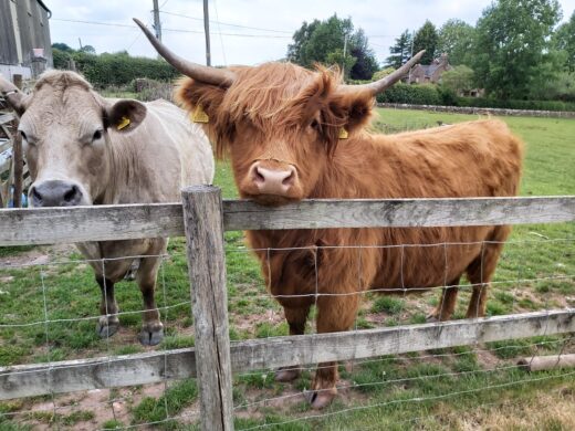 close up of the pet Highland cow