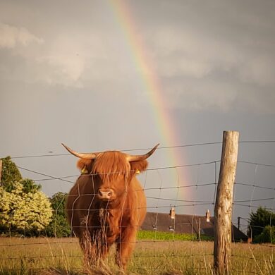 Highland cow looking over the fence with a rainbow behind