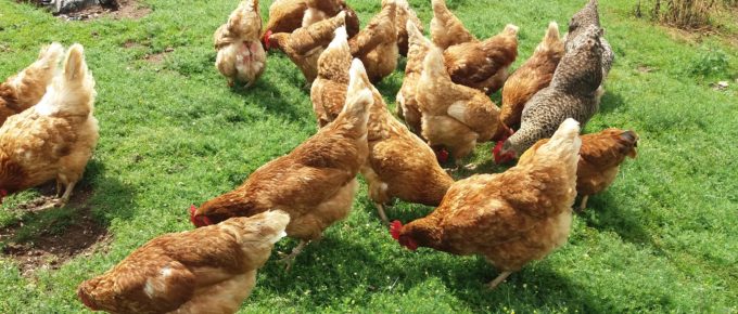 Free range chickens