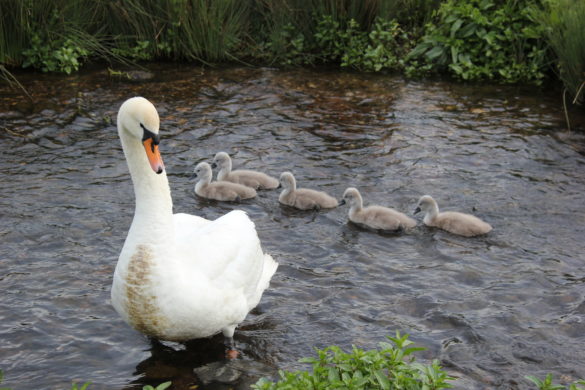 Swan and baby cygnets