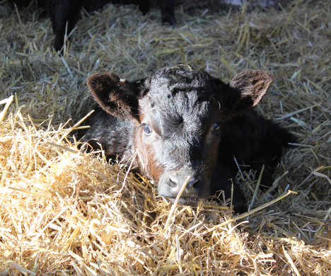 Close up of Calf in Hay