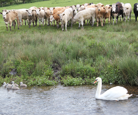 Cows looking at swans in the stream