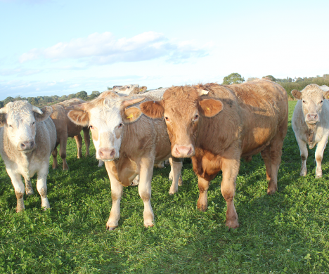 Cows close up in field