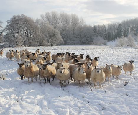 Sheep in the snow