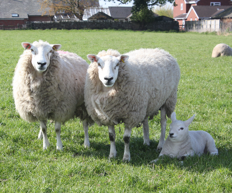 Sheep with a lamb