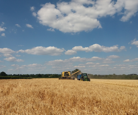 Tractors collecting hay