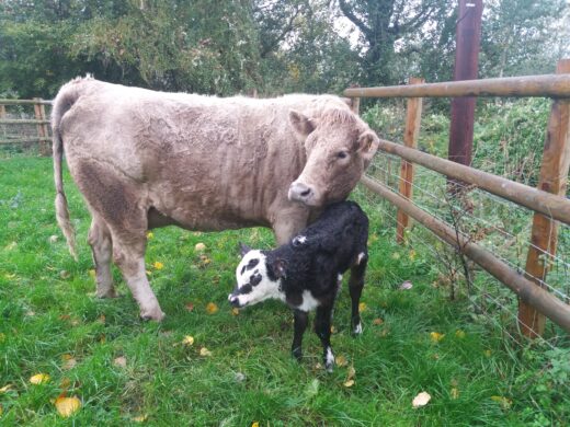 cow licking a new born calf