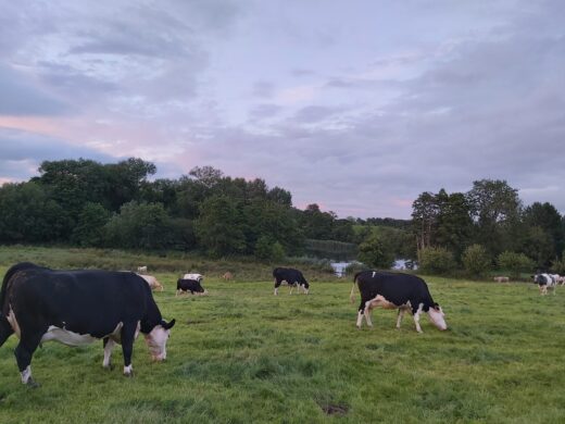 cows grazing in the fields around the cottages