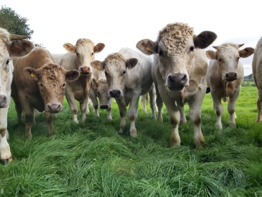 close up of the beef cows