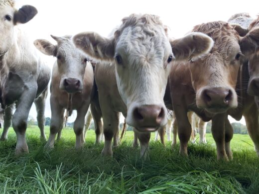 close up of some cows