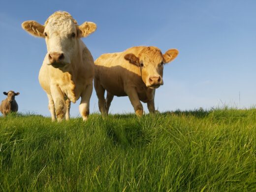 cows in the field on a sunny day