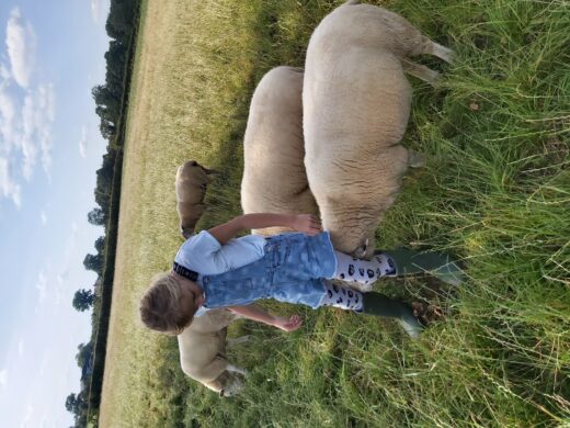petting the friendly sheep