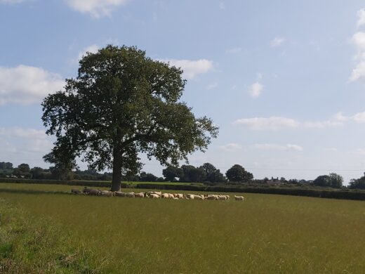 sheep sheltering from the sun under an oak tree